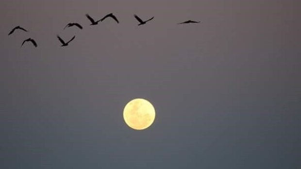 Carnaby Cockatoos and the supermoon over Wanneroo.
