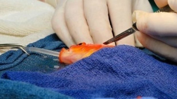 Under the knife: George the goldfish.
