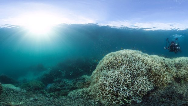 Coral bleaching near Lizard Island on the Great Barrier Reef during 2016.