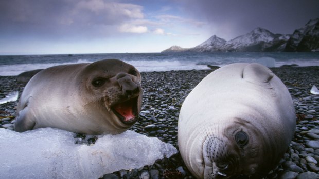 Smelly: Southern elephant seal weaners on South Georgia Island.