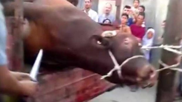 A bull struggles violently on the back of a truck.