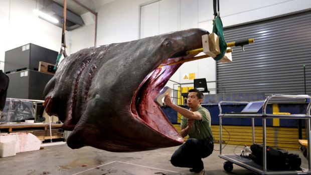 3D scanning engineer Ben Tam scans the 600-kilogram head of the male basking shark.