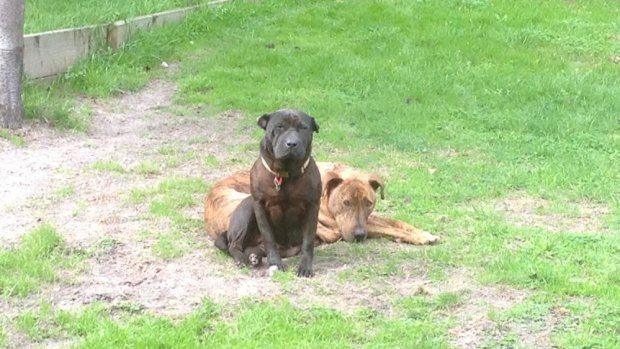Animal welfare groups scramble to save Frankston death-row dogs