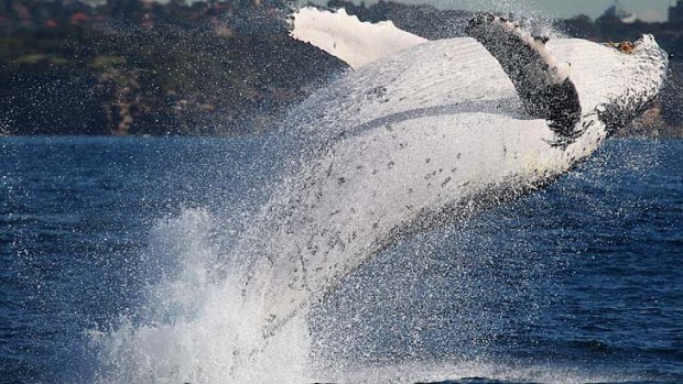 Drawcard: A humpback whale breaches off the Sydney coast. The rise in numbers is attributed to the ending of commercial whaling in 1978.
