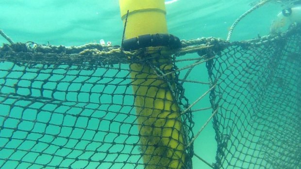 Shark nets will be removed from all SEQ beaches this weekend because of heavy swells.