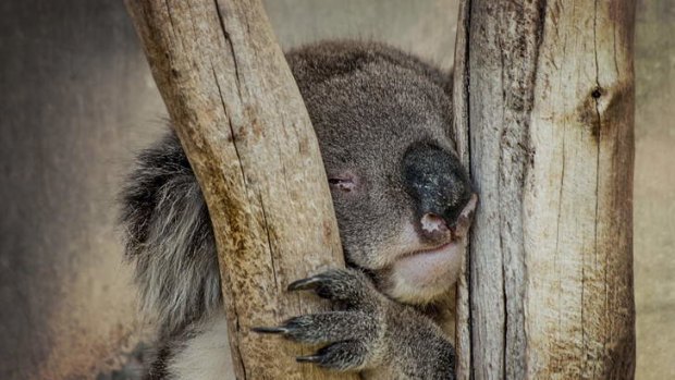 Status of koalas being reviewed state-wide.