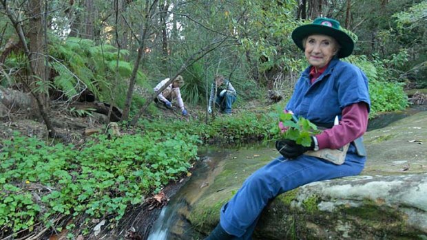Living and giving &#8230; Yvonne McMaster helping to clean up native bush at Ku-ring-gai, where more than a quarter of residents aged 15 and over volunteer for community work.