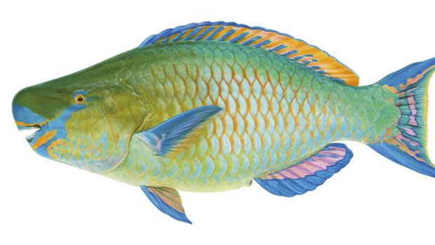 Blackvein Parrotfish from Swainston's <i>Fishes of Australia</i>.
