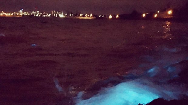 Bioluminescence in Port Phillip Bay, end of North Road.