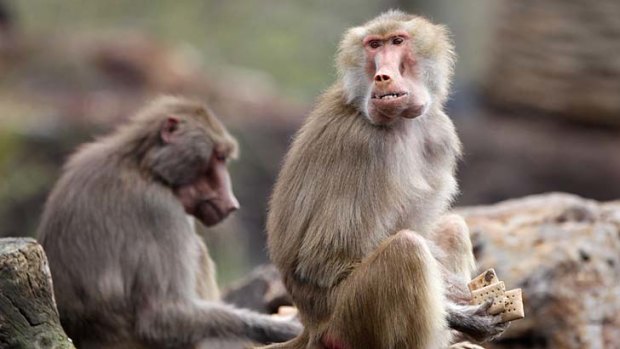 Personalities a big factor in longevity ... a new study found female baboons that had the most stable relationships with other females weren't always the highest up in the dominance hierarchy, but were the nicest.