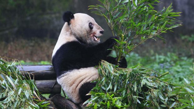 One of the city's pampered pandas.
