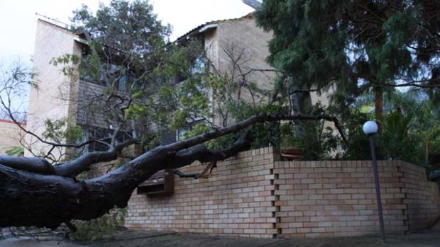 This tree fell down in Lane Cove, damaging a building.