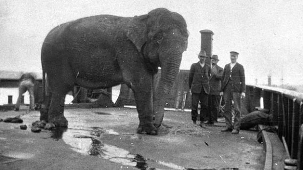 An elephant is transported across Sydney Harbour on a barge to the new Taronga Park Zoo in 1916.