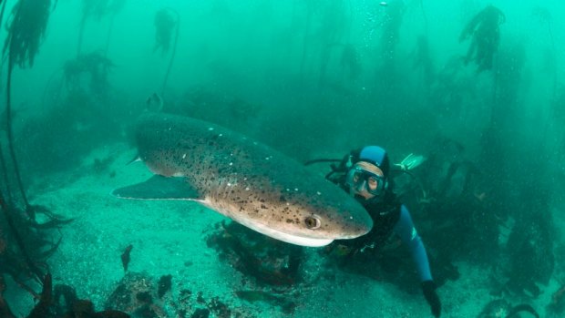 Dr Mark Meekan swimming with a cow shark, the closest species to the frilled shark.