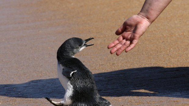 North the penguin is a little reluctant to go back to sea.