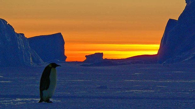 More protection sought: A king penguin during sunset at its Auster rookery near the Australian research station of Mawson.