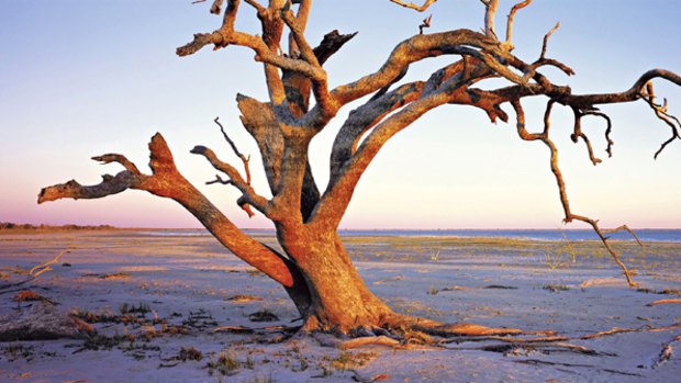 Waterworld ... a ghostly tree on the shore of Menindee Lake.