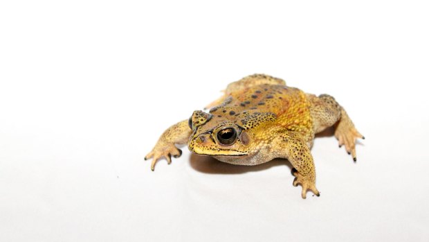 Asian black-spined Toad. The colder climate version of the cane toad.
