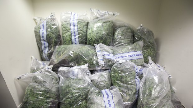 A cannabis crop seized from a Kaleen grow house.