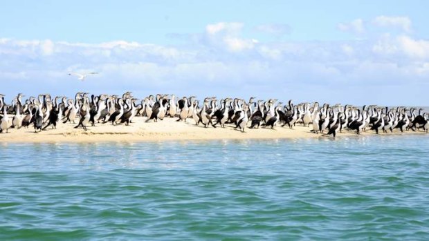 Cormorants on the banks of Big Lagoon.