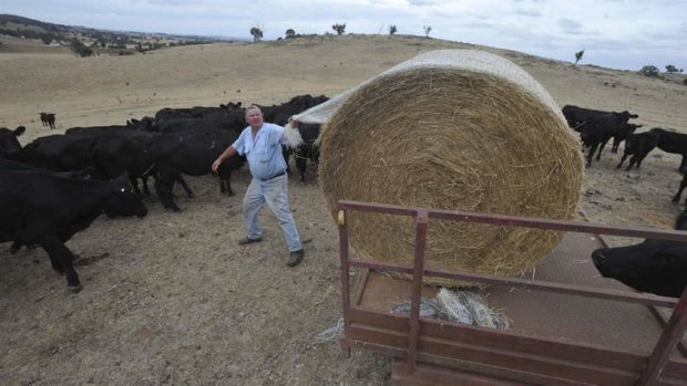 Too early: Graham Privett spreads feed for his cattle.