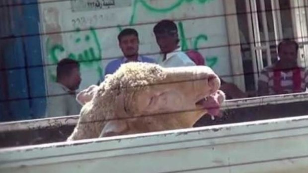 A sheep suffering on the back of a truck. Other sheep were filmed being cruelly stuffed into wheelbarrows and car boots.