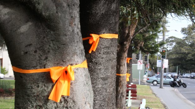 Some of the trees that were to be removed in High Cross Park, Randwick. 