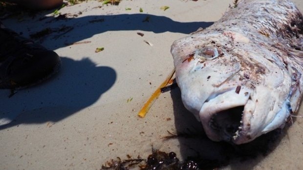 A dead pink snapper in Cockburn Sound.