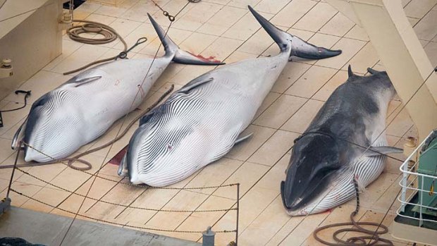 Three minke whales lie dead on the deck of the Japanese factory ship Nisshin Maru inside a Southern Ocean sanctuary, according to anti-whaling activists Sea Shepherd.