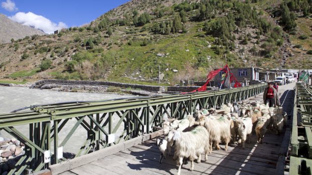 Goat herd crossing a road bridge at Darcha.