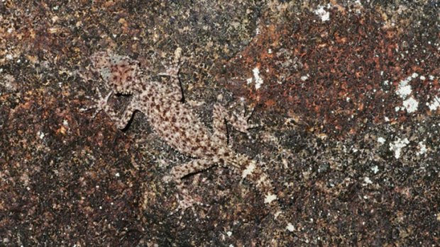 A Gulbaru Gecko trying to be a rock.