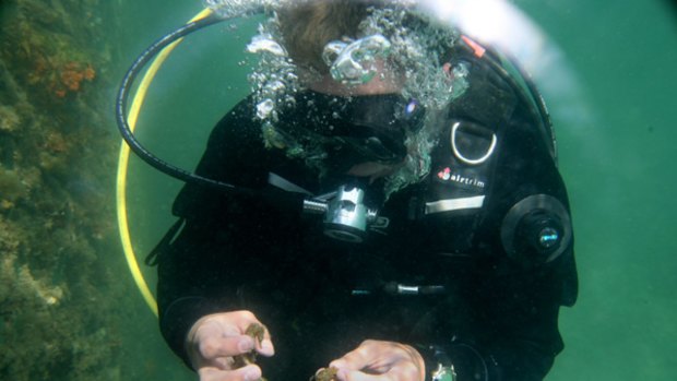 Marine scientiest David Harasti with captive-bred seahorses that he released  into Sydney Harbour at Manly Cove.