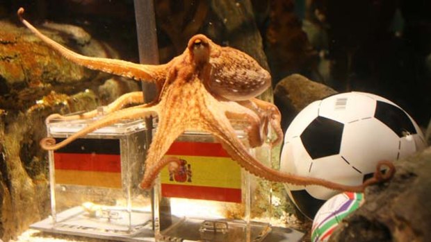 Paul the octopus decided in favour of Spain.