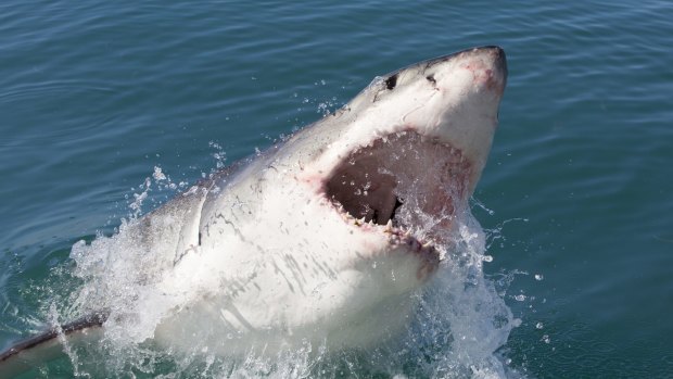 An 11-year-old boy has been bitten by a shark off Heron Island.