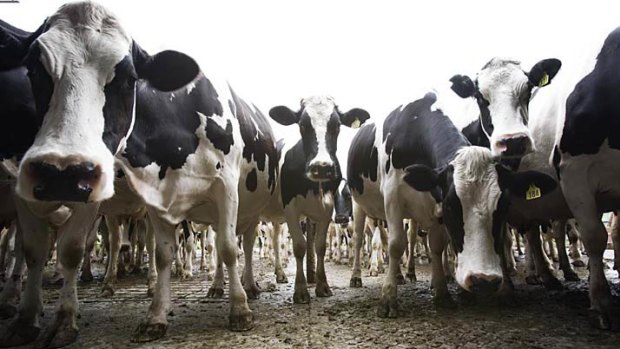 Cows on a dairy farm near Kiama on the NSW South Coast.