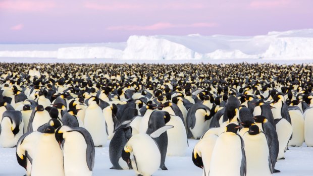 To strengthen their special bond, the Emperor penguin couples synchronise their movements.