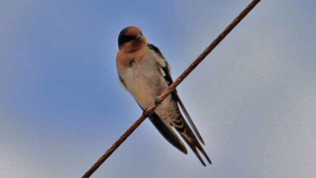 A welcome swallow on powerlines at Pinjarra.