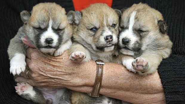 Dingo pups... only pure breeds are used for breeding.