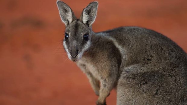 On the brink of extinction: the bridled nailtail wallaby.