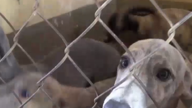 Greyhounds sent to Macau are kept in poor conditions, says Animals Australia.