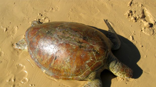 A green turtle which washed up at Tangalooma recently.