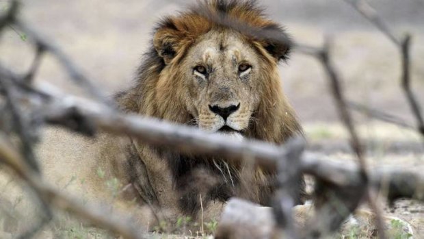 On the loose ... a lion like this one is believed to be roaming around Essex.