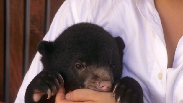 A hand raised sun bear Helarctos malayanus cub rescued from wildlife trade Phnom Tamao.