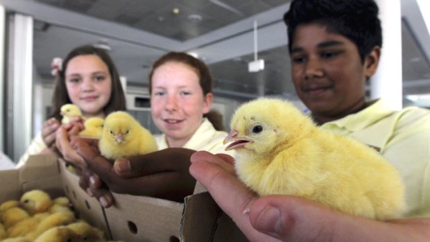 Down time: (From left) Olivia Delamar, Hannah Jenkins and Theveen Chinnathumby of Elderslie High School with their chicks for the Meat Bird Pairs Competition at the Easter Show.