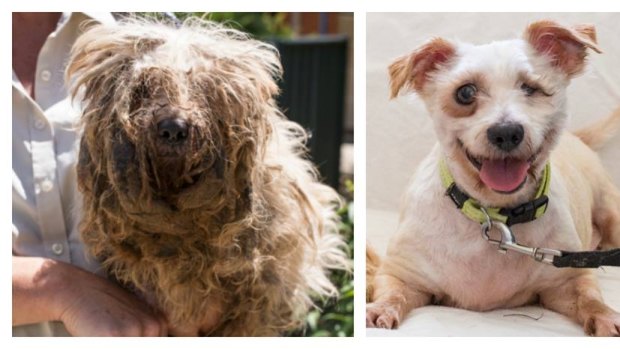 The before and after photos of Lochie are heart-rending, showing his severe neglect and the work of the RSPCA ACT to put a smile back on his cheeky face.