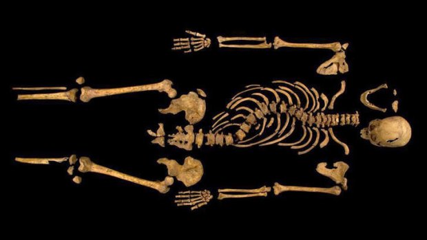 The skeleton of King Richard III.