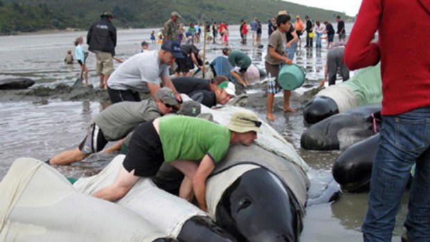 Volunteers try to refloat stranded pilot whales at Colville Bay yesterday.