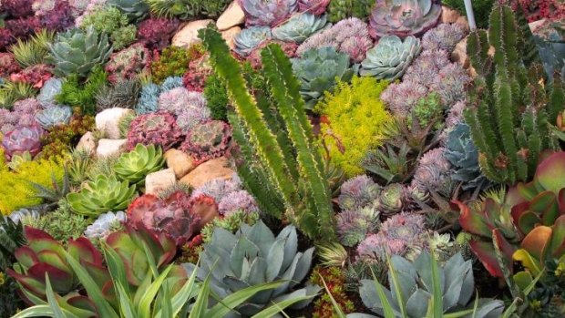 Mad colours: The Succulent Garden at Glenorie has monthly open days. 