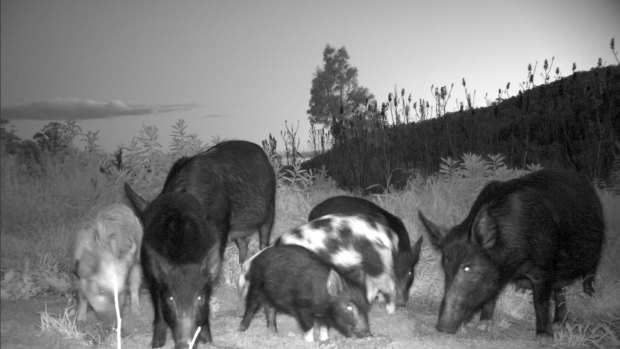 Feral pigs have caused significant problems for some of WA's regional towns.