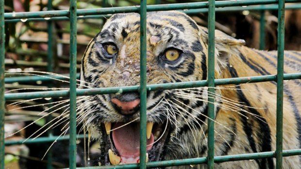 A female Sumatran tiger that is believed to have killed three men last month.